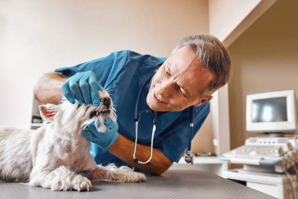 Best Emergency Tooth Extraction in Eagle, NE